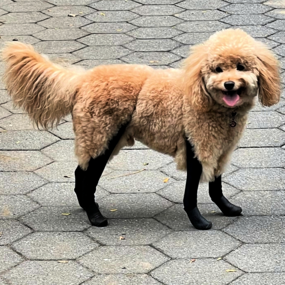 Deluxe Easy-on Boot Leggings with TPE Molded, Cotton-Lined Boots for small dogs